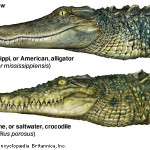crocodile_alligator1