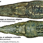 crocodile_alligator2